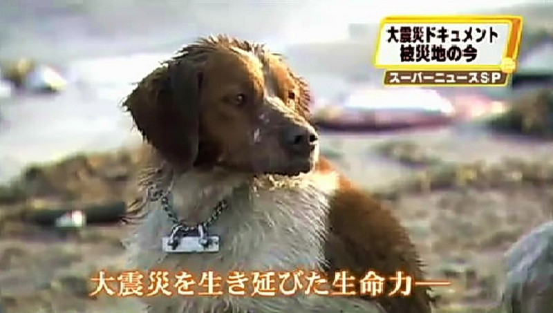 Stratený psík po ničivých vlnách cunami v Japonsku